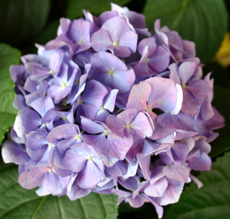 Hortensienbluete-lila.jpg